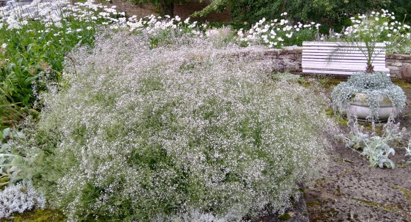 Gypsophila paniculata Качим метельчатый